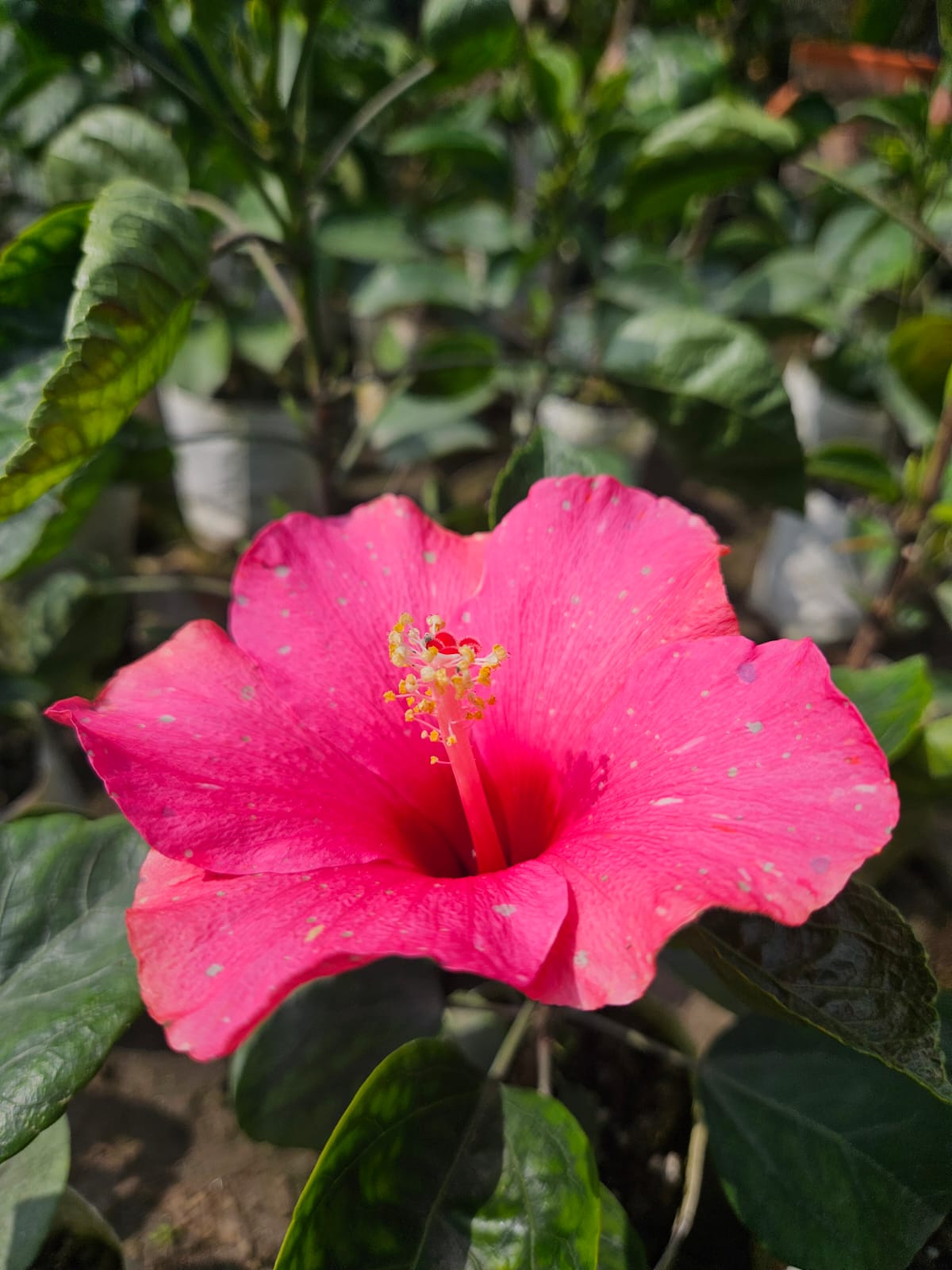 Pink Hibiscus flower